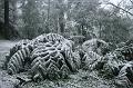 Snow on tree ferns, Sassafras IMG_7651